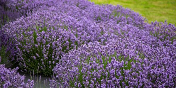 newberg lavender farms