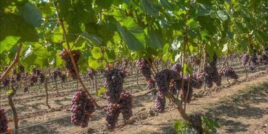 willamette valley vineyard for sale