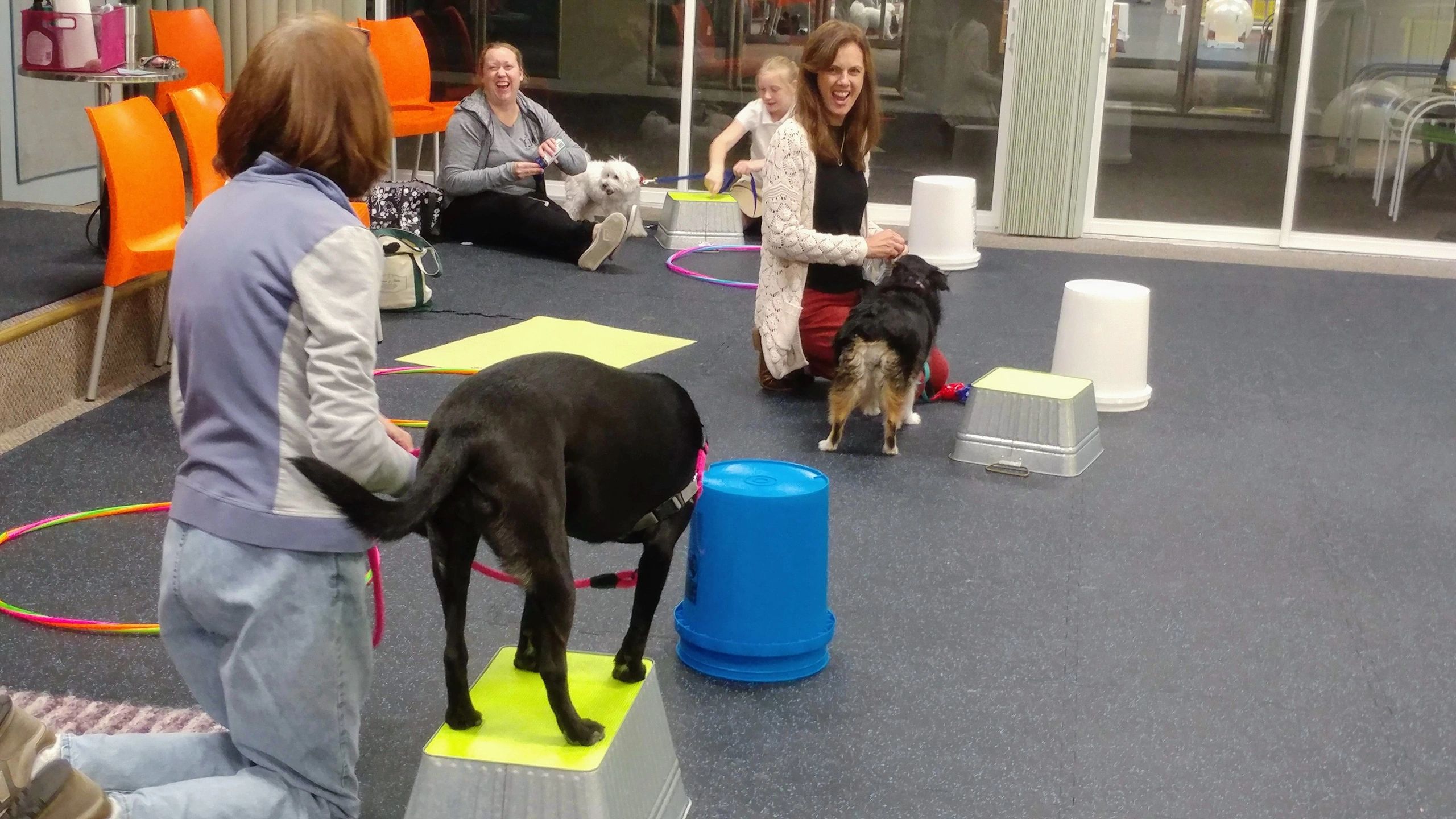 Dog training classes: Brain training for dogs – K.C. Corner Shop