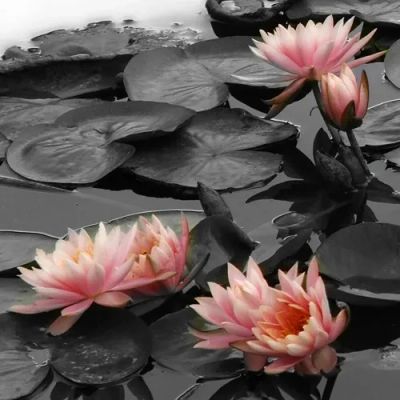 Pink water lilies on black and white lily pads.