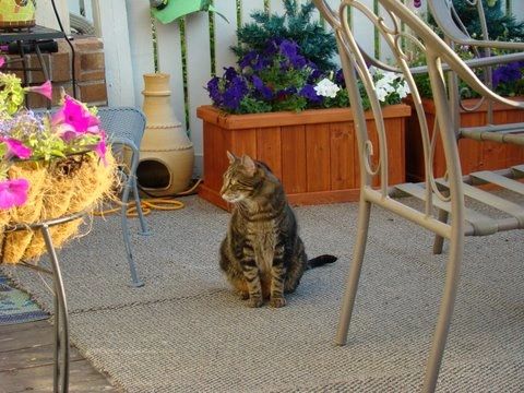 Northglenn CO cat sitting