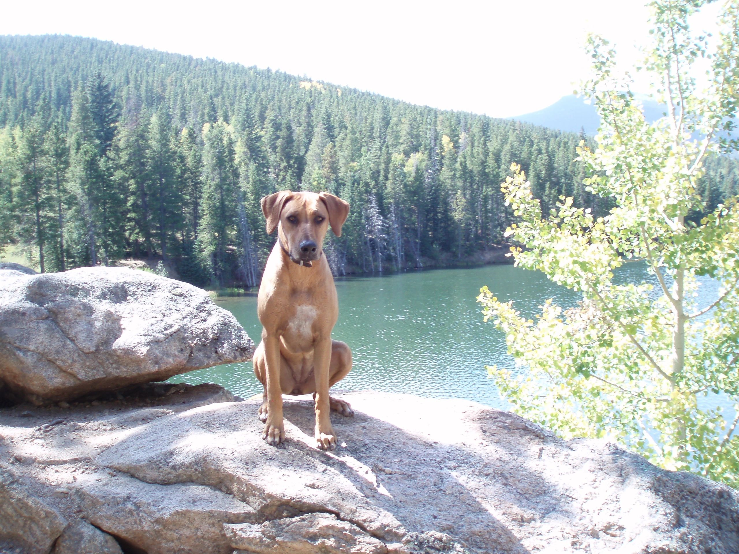 dog sitting in Westminster, CO