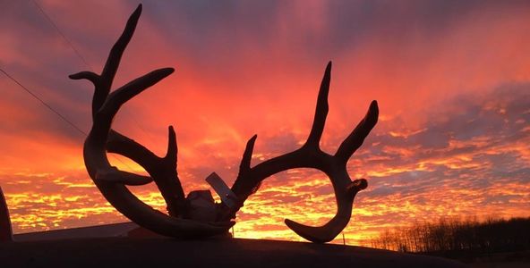 Big Rack Whitetails