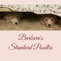 Barbara's Standard Poodles
