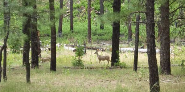 Two deer standing quietly in a forest clearing among pine trees.
