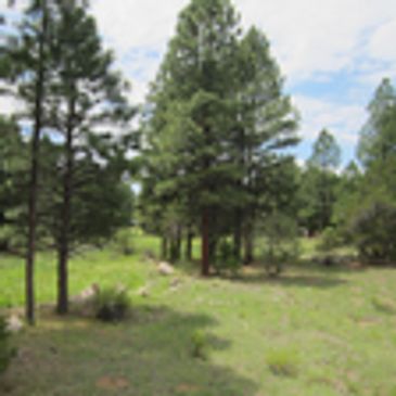 A grassy clearing surrounded by tall pine trees under a partly cloudy sky.