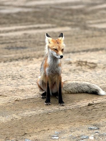 A red fox sitting on sandy ground, looking calm and alert.