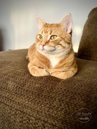 Orange tabby cat resting on a brown couch.