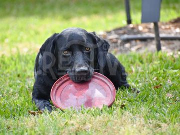 Black dog holding a red frisbee in its mouth on grass.