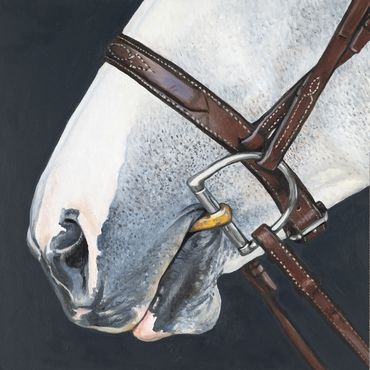 Gray horse with bit and bridle.