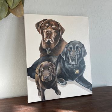 3 labradors