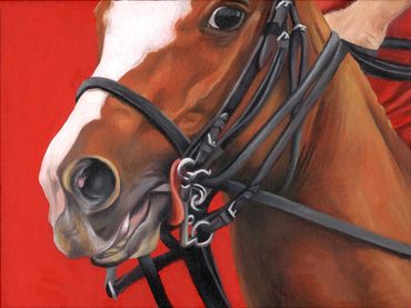 Close up face of a chestnut polo pony