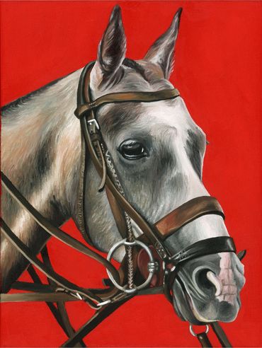 Gray polo pony portrait. 
