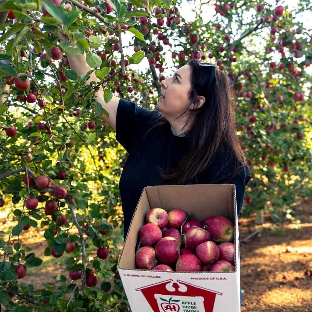 Apple Hill U-Pick Apples at Apple Ridge Farms