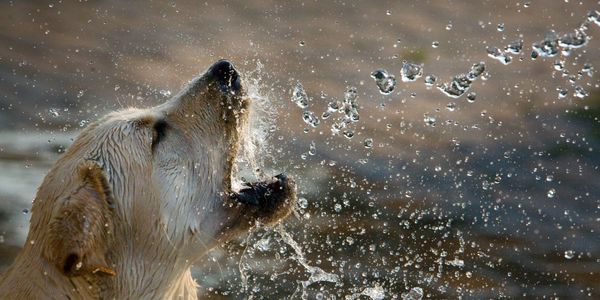 dog underwater treadmill for conditioning, weight loss, orthopedic surgery recovery