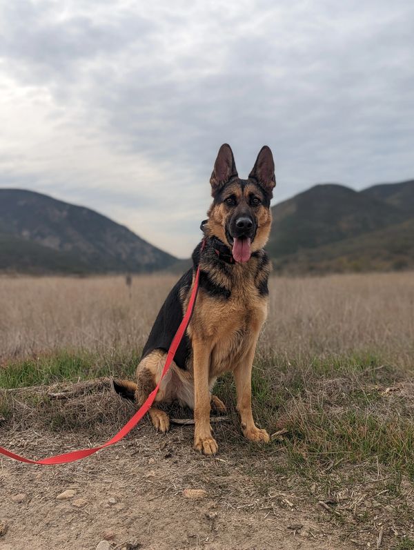 3 y/o Male Neutered German Shepherd Dog, rescued from a kill shelter in LA County