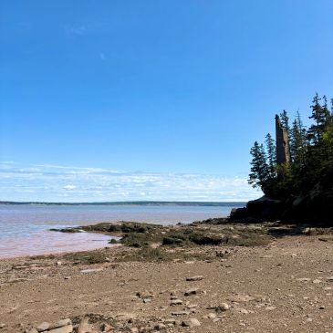 Rocky shoreline with trees and clear sky.