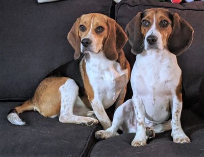 is a beagle a coonhound?