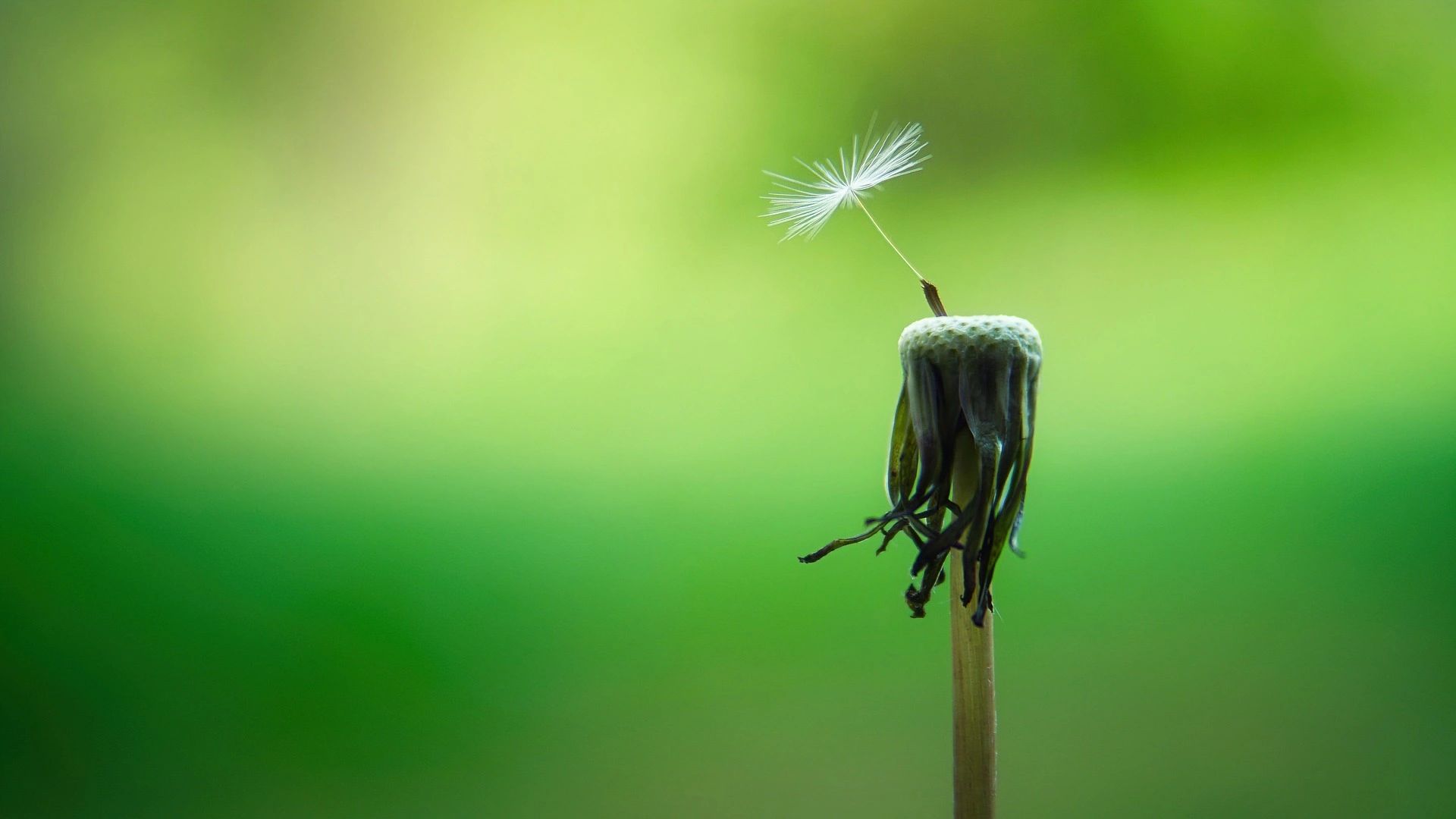 A depleted flower signifying burnout, exhaustion and adrenal fatigue 