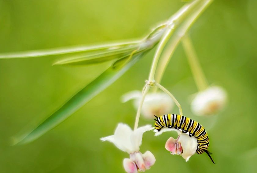 white and pink flower on green background