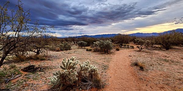 Arizona desert