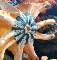 Colorful starfish clinging to a rock underwater.