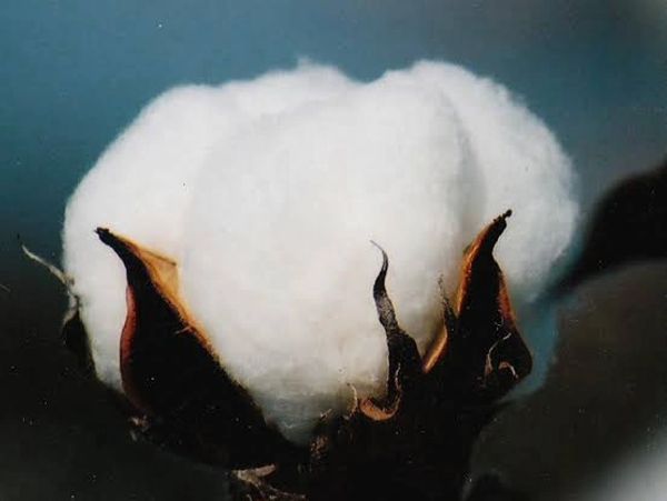 Close-up of a cotton boll.