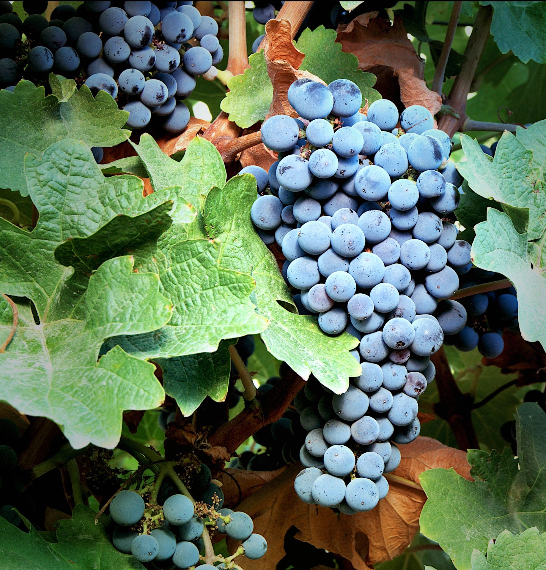 Eagle Butte Vineyards Vineyard Vines Kennewick, Washington