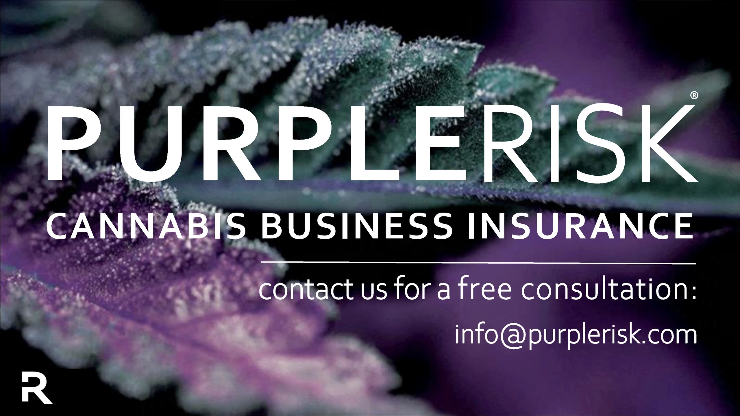 Purple Risk cannabis insurance agency are cannabis insurance brokers and specialists
