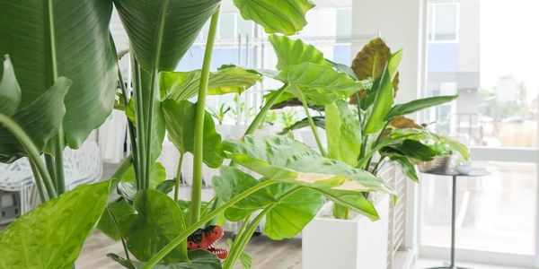 Indoor plants in white pots brighten a modern, sunlit room.