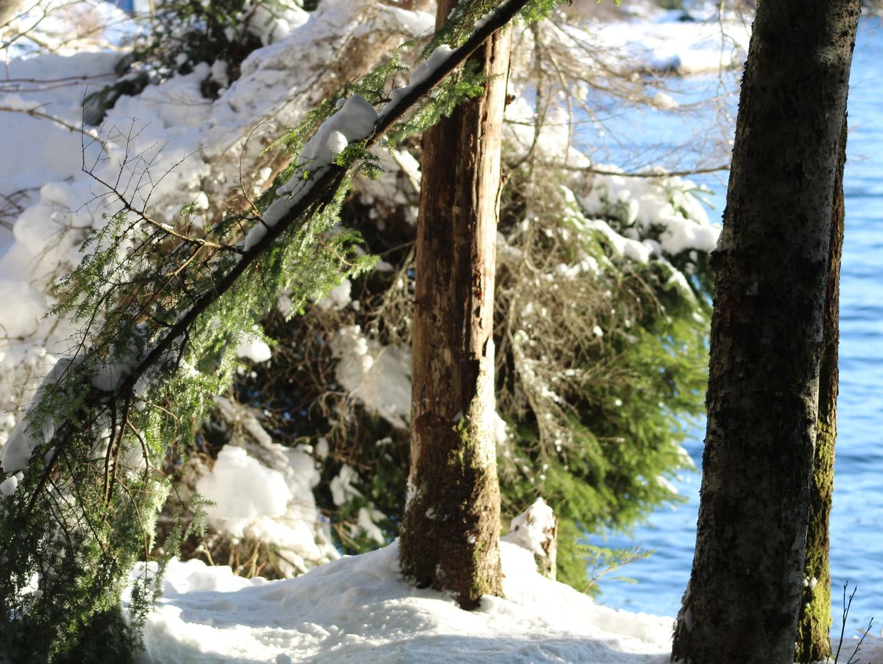 Snow-covered trees by a lake on a sunny winter day.