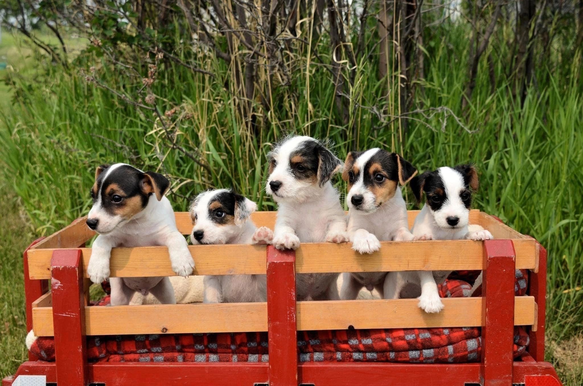 Litter of JRT puppies in a wagon