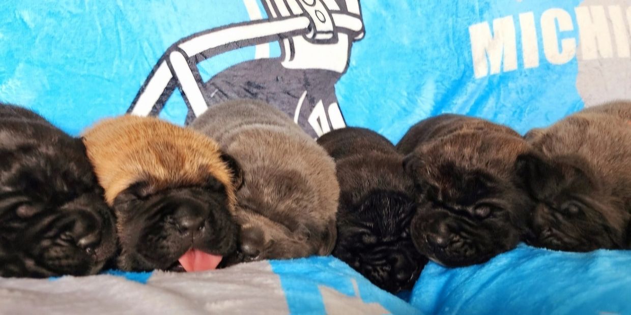 Newborn Litter