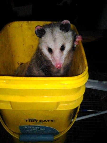 Possums think garages make swell homes!