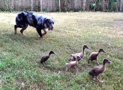 Herding ducklings each spring is part of the dogs&#39; training. It teaches them to have patience with babies who don&#39;t herd very well!