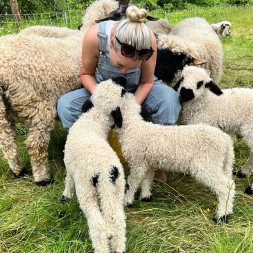 Two Valais Blacknose lambs getting cuddles from a farmer girl in overalls. 