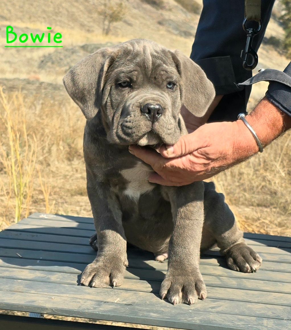 Puppy sitting on table