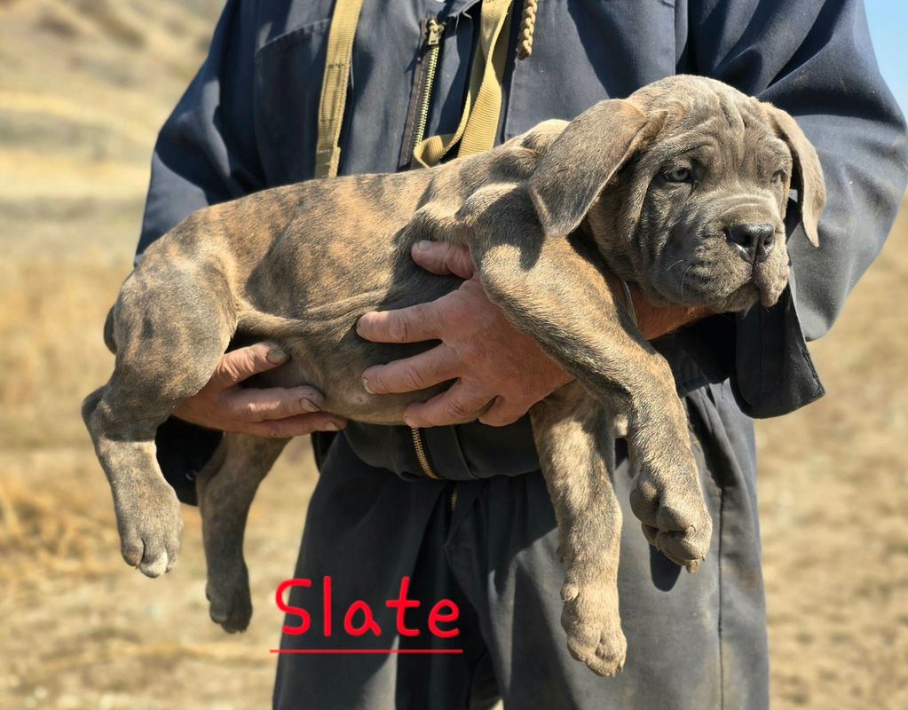 PUPPY BEING HELD