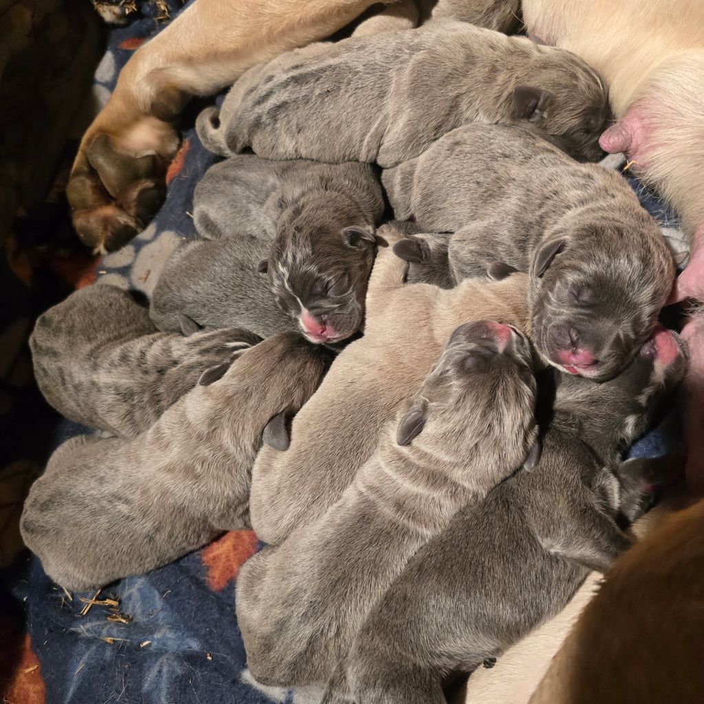 LITTER OF PUPPIES