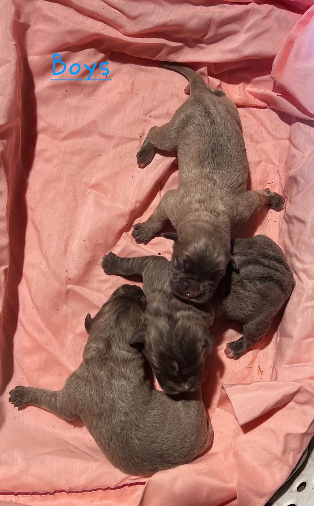 3 PUPPIES LAYING DOWN