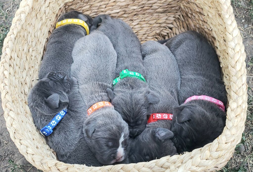 BASKETFUL OF PUPPIES