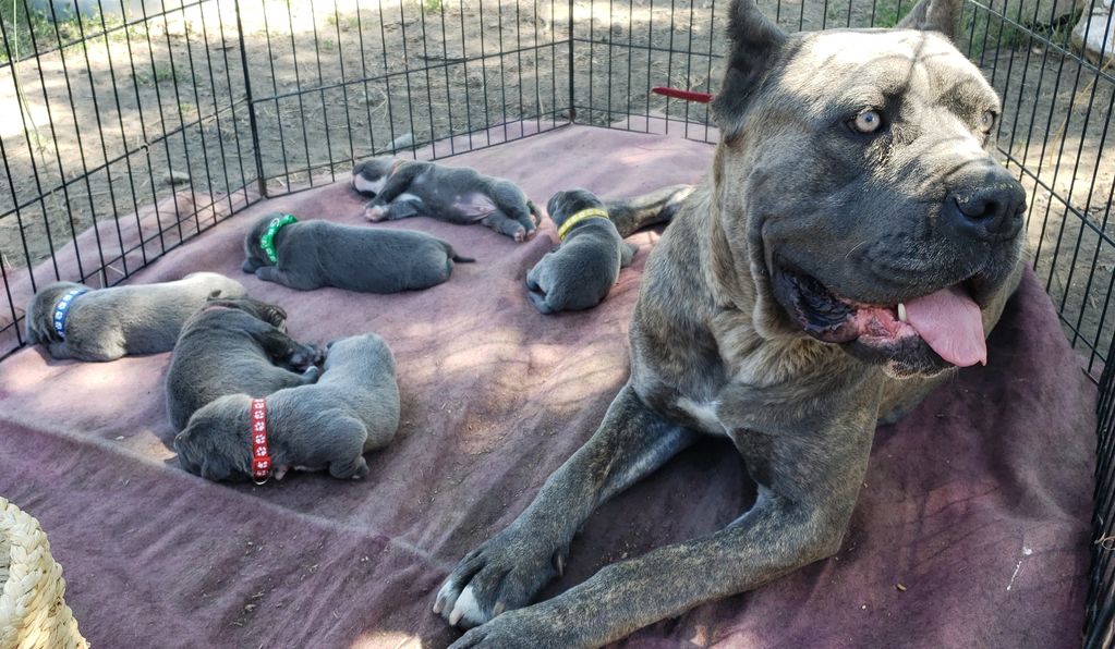 mom and puppies laying down