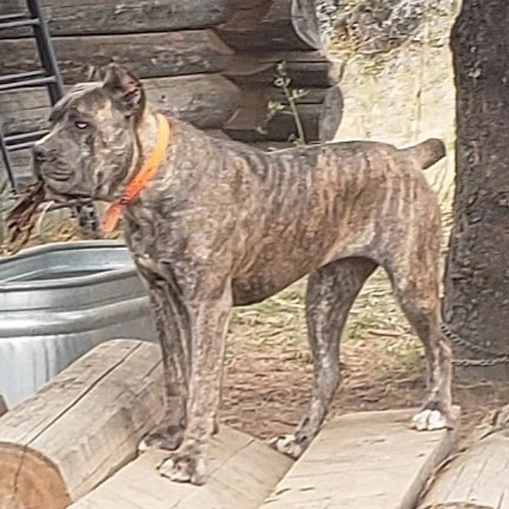 DOG STANDING ON BOARDS