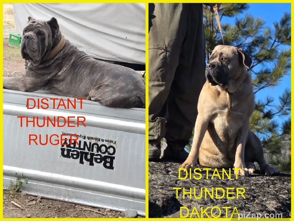 POSTER OF 2 DOGS ONE LAYING DOWN AND 1 SITTING DOWN