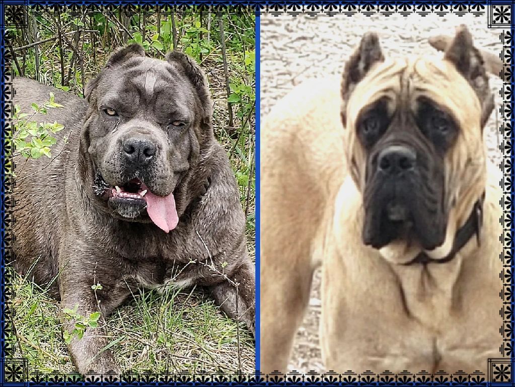 POSTER OF 2 DOGS 1 LAYING DOWN 1 STANDING UP