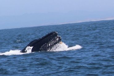 Humpback whale catching her prey - fortunate to get this in my camera.- fortunate to get this in my 