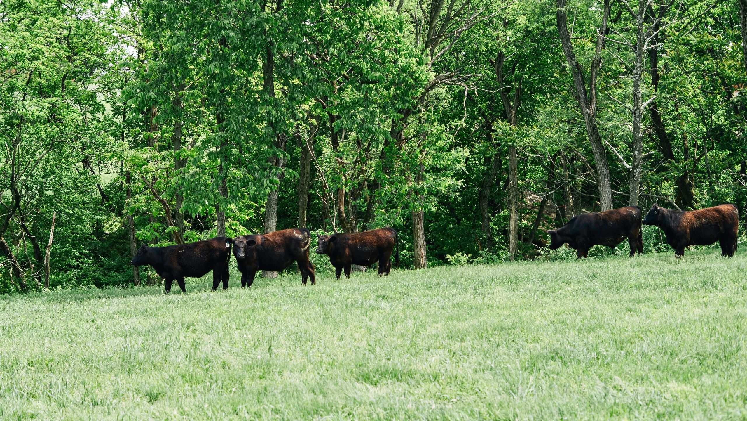 Ricker Angus Ranch