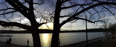 Trees intertwined at pond