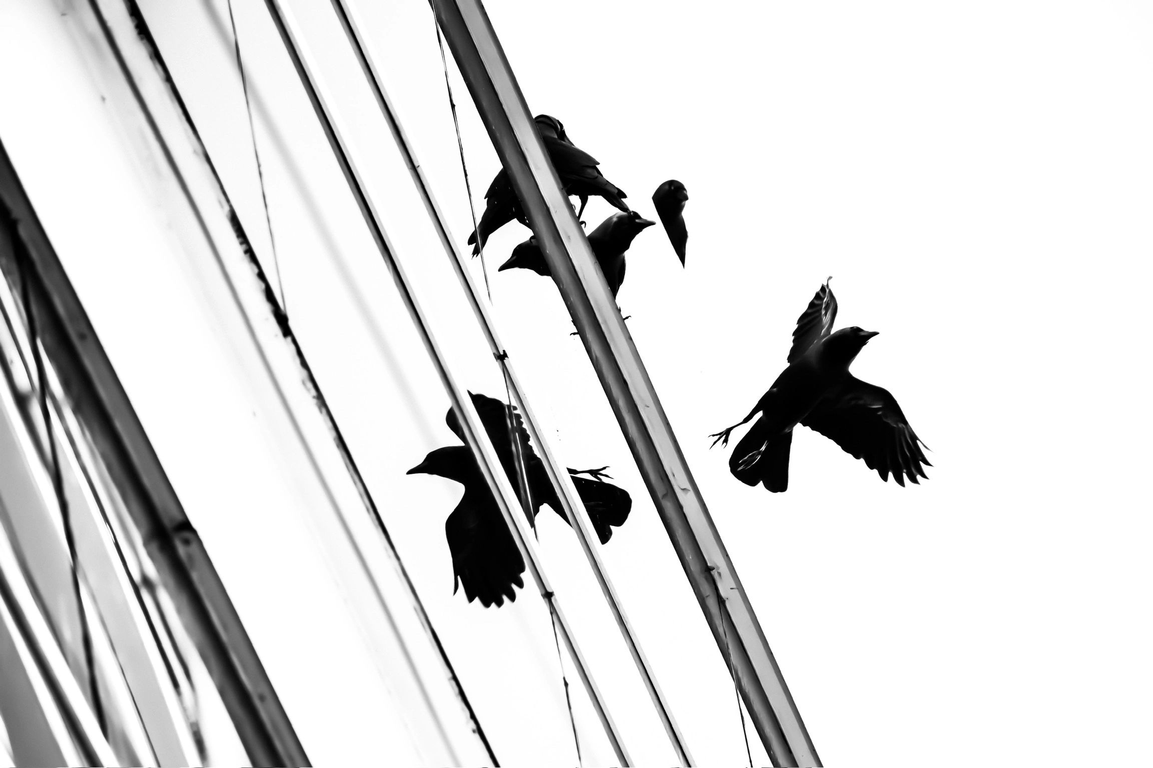 Raven’s reflections 