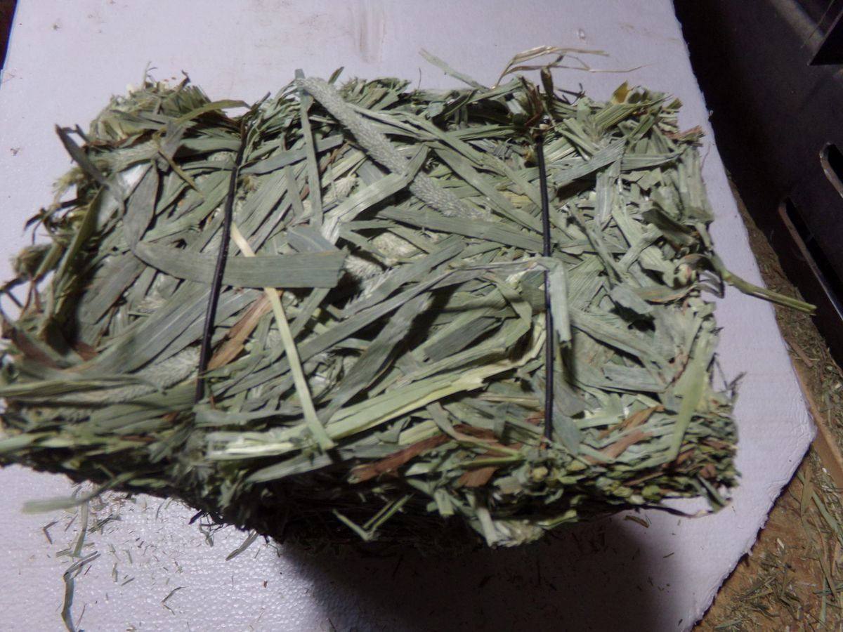 First Cut Orchard Grass 2.5 pound bale